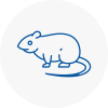 Rat Control Marple